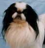 Japan Chin Hund