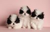 Japan Chin Foto: 3 B-Leins Simsalachin (ID 40676) Japan Chin Hund