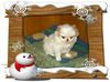 Japan Chin Foto: Sakura no Hana Desi (ID 40362) Japan Chin Hund