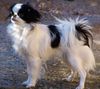 Japan Chin Foto: Unser Sonnenschein und Clown (ID 32618) Japan Chin Hund