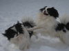 Japan Chin Foto: Elfe und Dimka (ID 43682) Japan Chin Hund