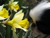 Japan Chin Foto: Bonnie genießt den Frühling (ID 37639) Japan Chin Hund