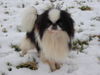 Japan Chin Hund
