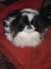 Japan Chin Hund