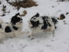 Japan Chin Hund