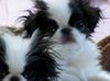 Japan Chin Foto: Simsalachin Bon Jovi (ID 41071) Japan Chin Hund