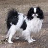 Japan Chin Foto: Kiki, die Schönheit, Besitzer: Max D`Elicio, Züchter: Werner Butz (ID 30942) Japan Chin Hund
