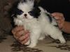 Japan Chin Foto: Chaneira Bacardi (ID 35745) Japan Chin Hund