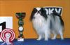Japan Chin Hund