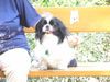 Japan Chin Hund