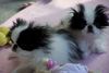 Japan Chin Foto: Simsalachin Bon Jovi und Bamboocha (ID 41070) Japan Chin Hund