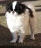 Japan Chin Foto: Schöne Angelina Jolie Simsalachin (ID 36784) Japan Chin Hund