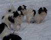 Japan Chin Foto: winter bei den simsalachin (ID 43546) Japan Chin Hund