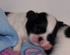 Japan Chin Foto: Simsalachin Afrodita (ID 33191) Japan Chin Hund