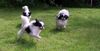 Japan Chin Foto: Freude beim Spiel (ID 42840) Japan Chin Hund