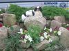 Japan Chin Hund