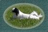 Japan Chin Hund