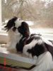 Japan Chin Hund