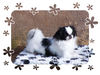 Japan Chin Foto: Endlich Frühling (ID 30476) Japan Chin Hund