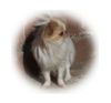 Japan Chin Hund