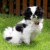 Japan Chin Foto: Japan Chin Welpe 13 Wochen alt (ID 40357) Japan Chin Hund