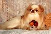 Japan Chin Hund