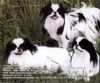 Japan Chin Hund