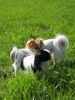 Japan Chin Foto: Püppie und Bonnie (ID 39936) Japan Chin Hund