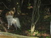 Japan Chin Foto: Püppie im Wald (ID 39934) Japan Chin Hund
