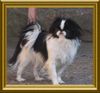 Japan Chin Hund