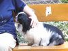 Japan Chin Hund
