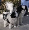 Japan Chin Hund