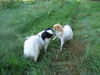 Japan Chin Foto: Püppie und Teddy (ID 39938) Japan Chin Hund