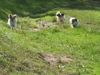 Japan Chin Foto: Püppie, Bonnie und Teddy (ID 39940) Japan Chin Hund