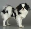 Japan Chin Hund