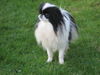 Japan Chin Foto: Toto (ID 39942) Japan Chin Hund