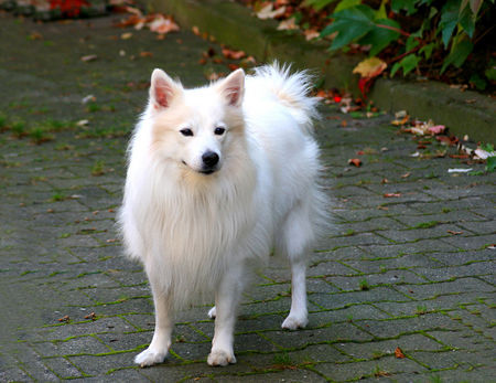 Japan Spitz Mein Hund Charly