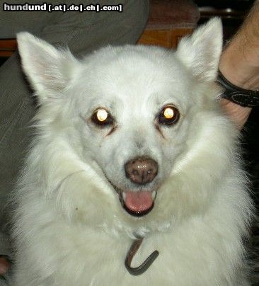 Japan Spitz sissi, unsere rüstige dame(15Jahre!)