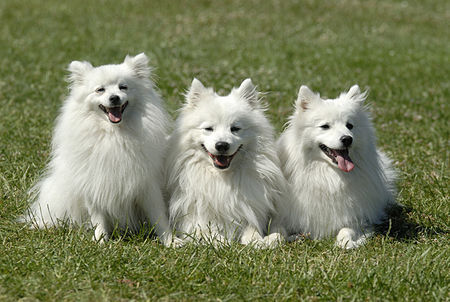 Japan Spitz Hunde Foto 34171 in höherer Auflösung ansehen Japan Spitz Japanspitze