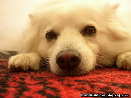 Japan Spitz Hunde Foto 5533 Japan Spitz Pause........