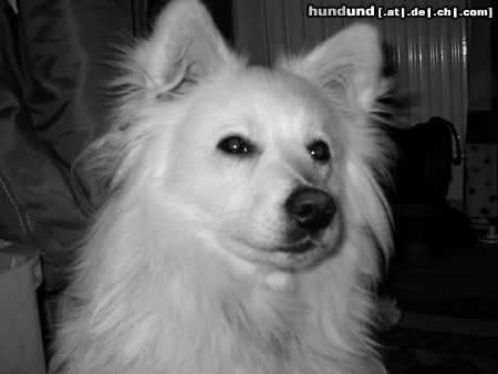 Japan Spitz Hunde Foto 3133 Japan Spitz *Traurigschaut* :-)