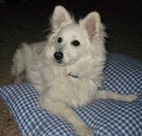 Japan Spitz Hunde Foto 3119 Japan Spitz Unser Bub...namens Pezi