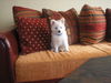 Japan Spitz Foto: Ice mit 9 Wochen (ID 40250) Japan Spitz Hund