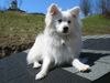 Japan Spitz Hund