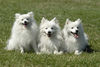 Japan Spitz Hund