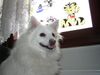 Japan Spitz Hund