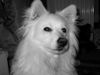Japan Spitz Foto: *Traurigschaut* :-) (ID 3133) Japan Spitz Hund