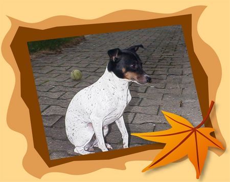 Japanischer Terrier Hunde Foto 34828 in höherer Auflösung ansehen Japanischer Terrier Sakura, 1. Japan Terrier Hündin in Deutschland