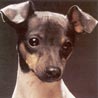 Japanischer Terrier, Nippon-Terrier, Nishon-Terrier Japanischer Terrier, Nippon-Terrier, Nishon-Terrier