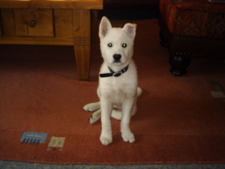 Korea Jindo Dog